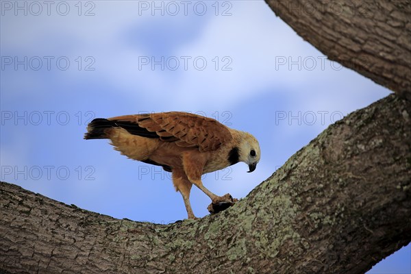 Black-collared hawk