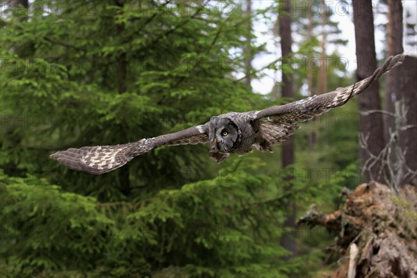 Great Grey Owl