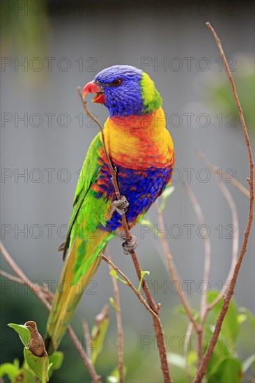 Coconut lorikeet