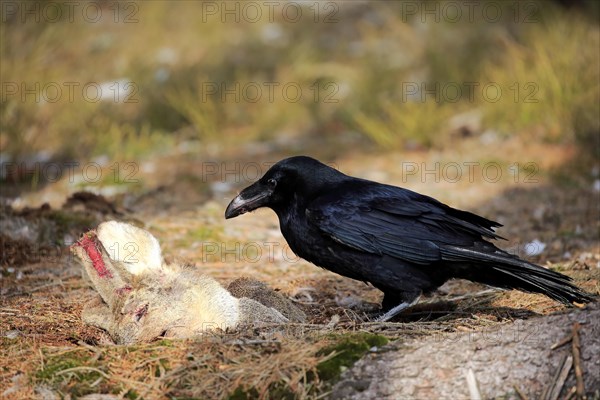 Common raven