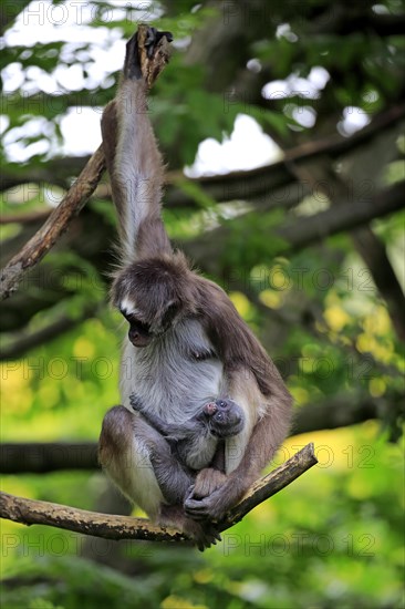 White Bellied Spider Monkey