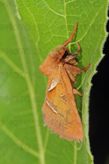 Dock rootworm