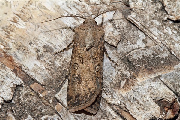 Turnip weed moth