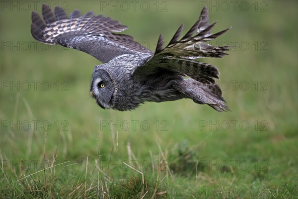 Great Grey Owl