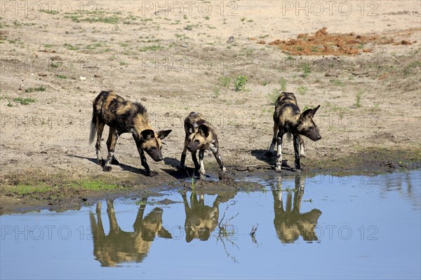 African Wild Dogs