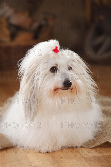 Coton de Tulear