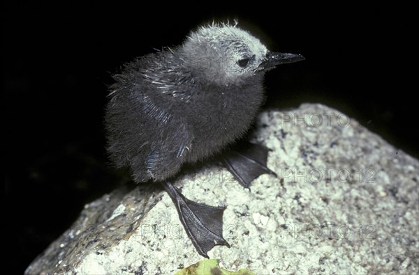 Lesser Noddy