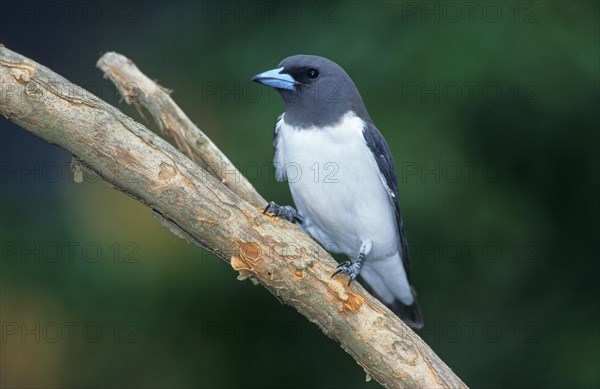 White-breasted woodswallow