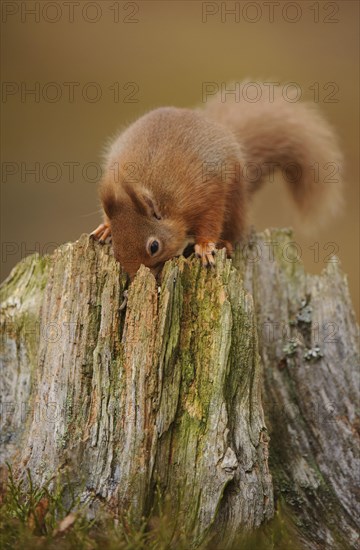 Eurasian red squirrel