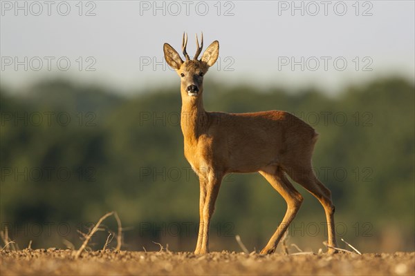 Roe deer