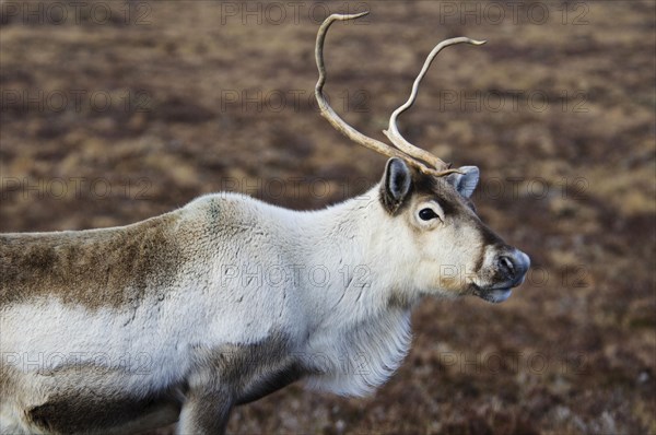 Reindeer