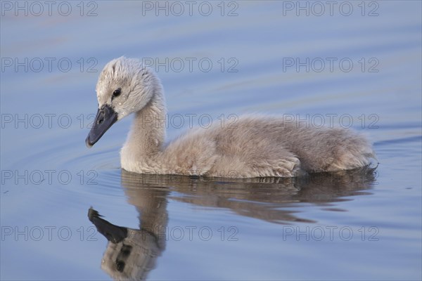 Mute Swan