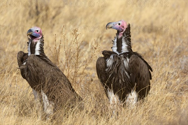 Nubian vulture