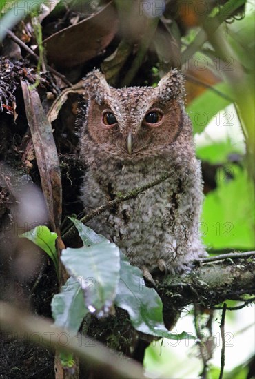 Rajah Scops-owl