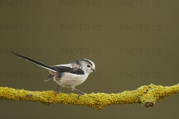 Long-tailed tit