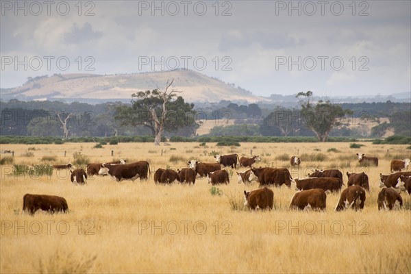 Domestic cattle