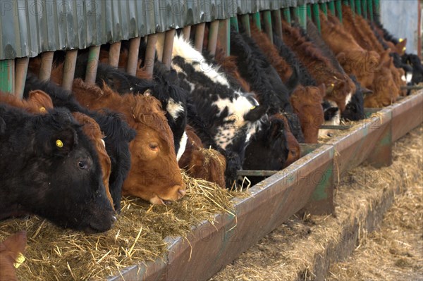 Cattle farming