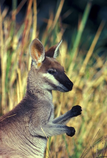 Whiptail wallaby