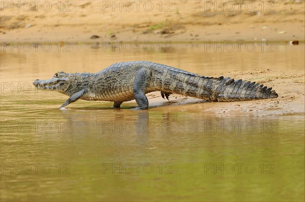 Spectacled Caiman