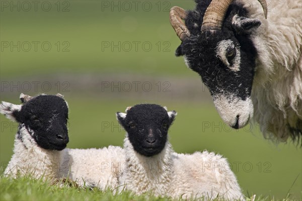 Domestic Sheep