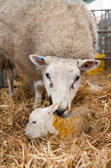 Domestic sheep