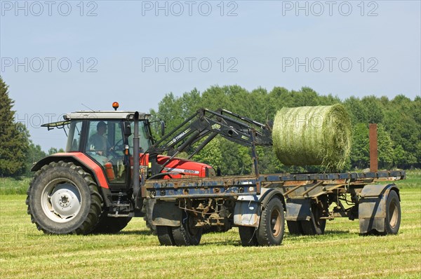 Silage round bales loaded on trailer with Massey Ferguson 6290 tractor with front loader