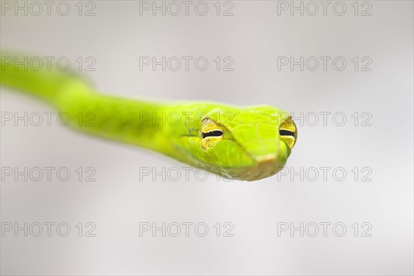 Green whip snake