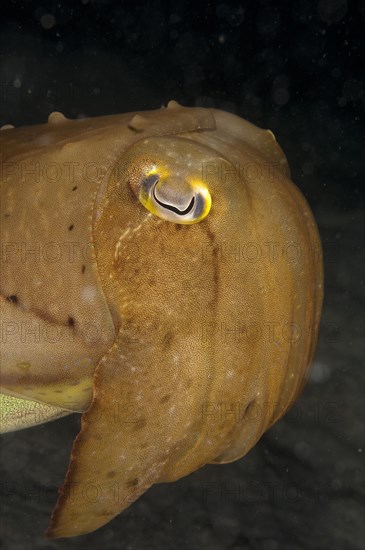 Broadclub cuttlefish