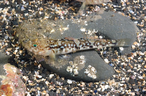 Painted Goby