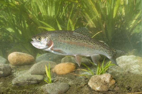 Rainbow Trout