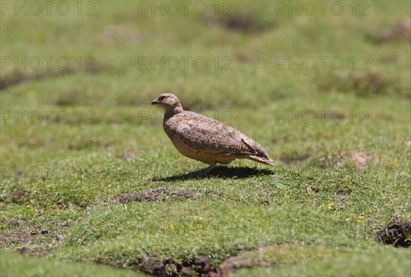 Rufous-bellied Seedsnipe