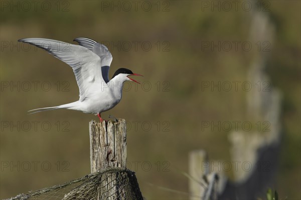 Arctic terns