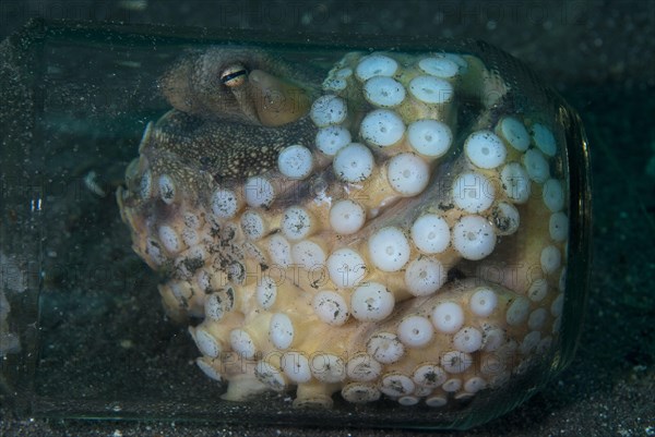 Coconut octopus