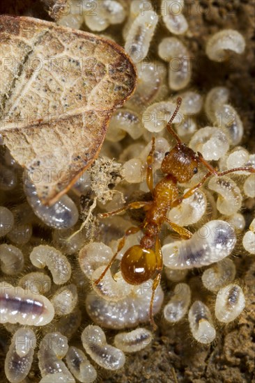 Common Elbowed Red Ant