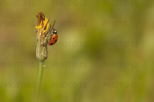 Seven-spot Ladybird