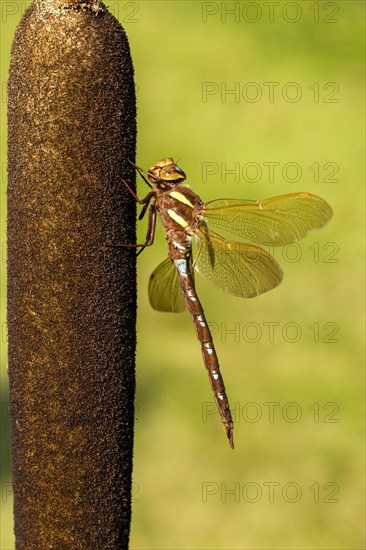 Brown hawker