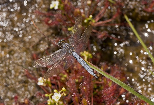 Orthetrum coerculescens