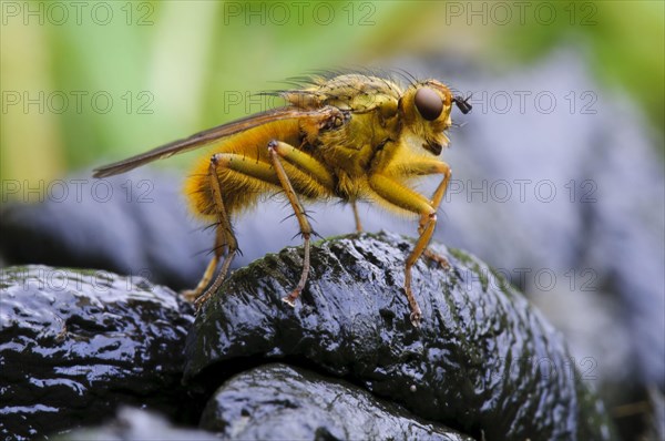 Yellow Dungfly