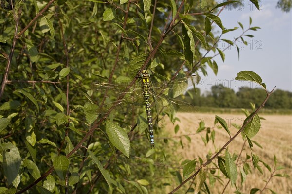 MAle Southern Hawker in farmland hedgerow