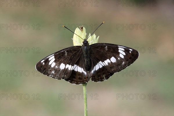 White Admiral