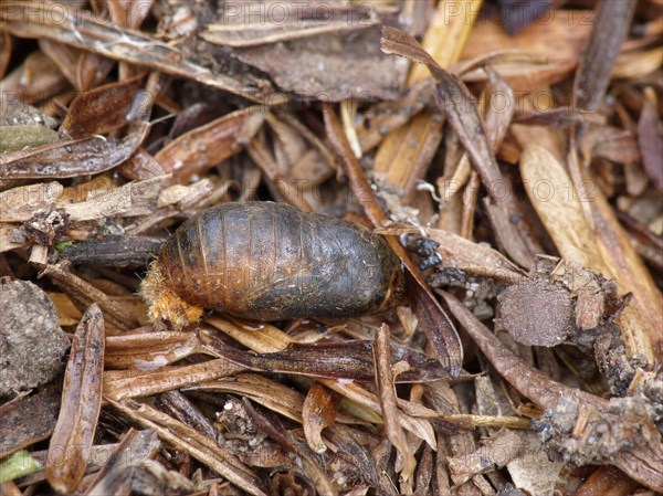 Brown Hairstreak pupa