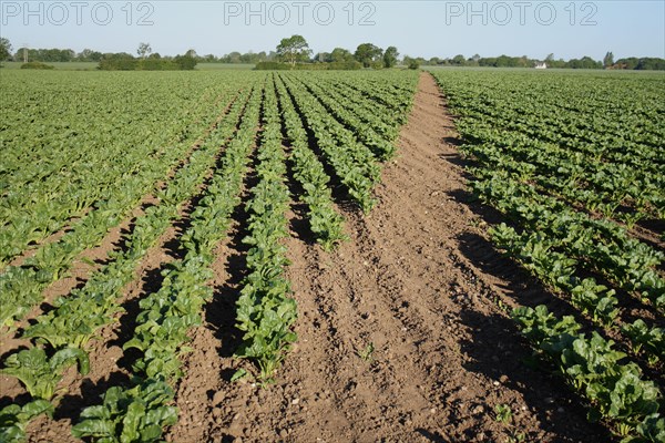 Public footpath through Sugar Beet