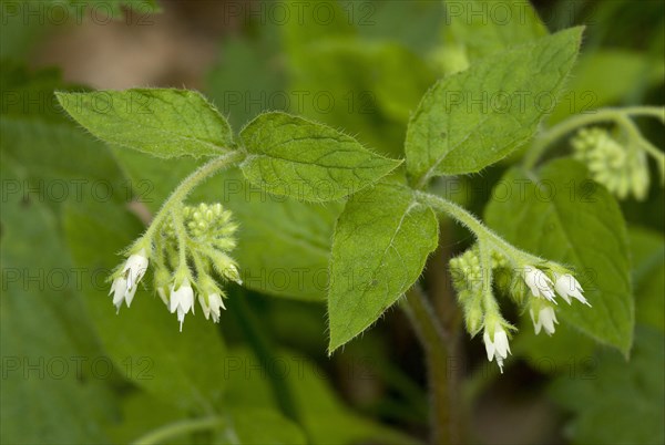 Turkish Comfrey