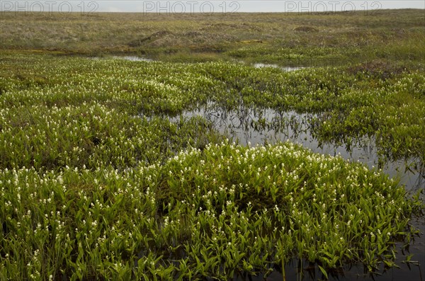 Three-leaved Solomon's seal