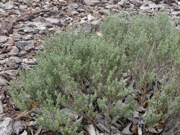 Common Thyme