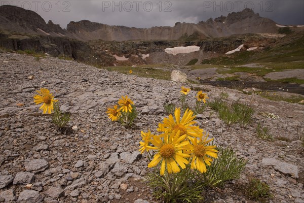 Flowering alpine sunflower