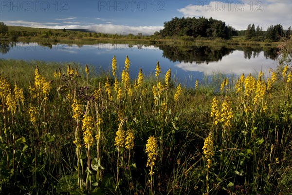 Siberian Ligularia