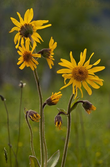 Mountain mountain arnica