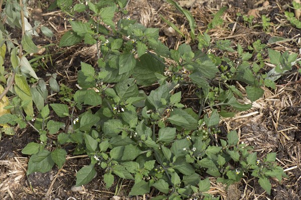 European black nightshade