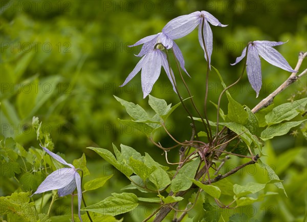 Blue Clematis